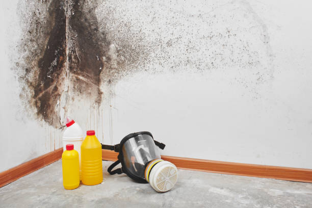 Best Mold Removal and Inspection  in Jersey Shore, PA