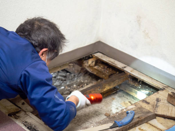 Best Crawl Space Mold Removal  in Jersey Shore, PA