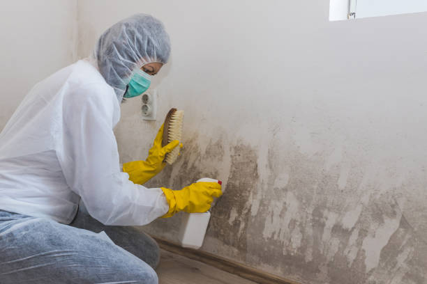 Best Professional Mold Removal  in Jersey Shore, PA