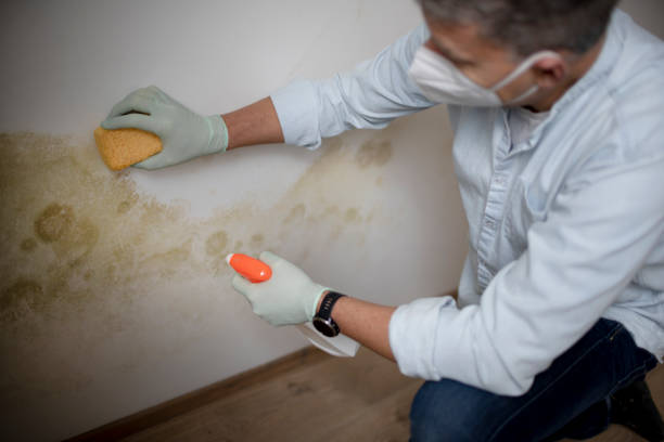 Best Fast Mold Removal  in Jersey Shore, PA