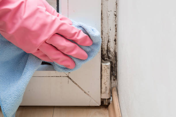 Best Office Mold Removal Services  in Jersey Shore, PA