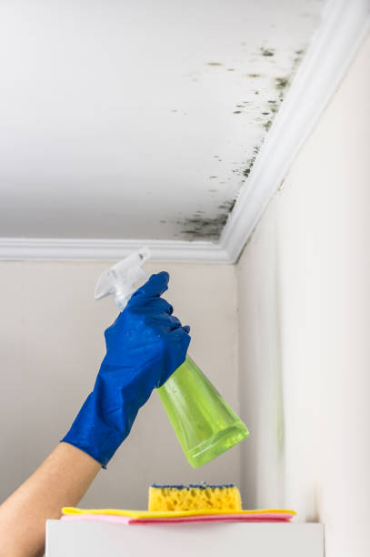 Best Black Mold Removal  in Jersey Shore, PA